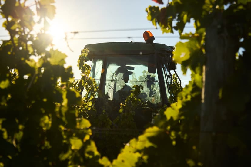 Decorative banner image